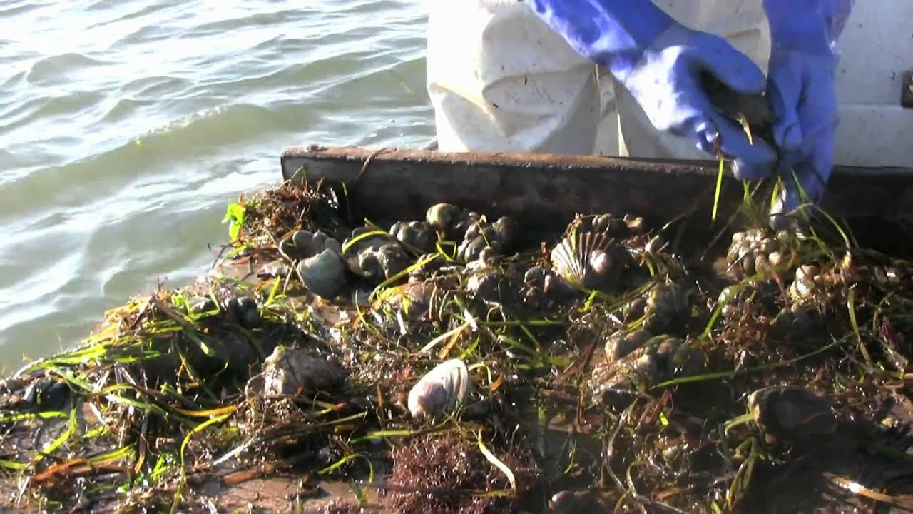 The Scallop Baymen of Long Island