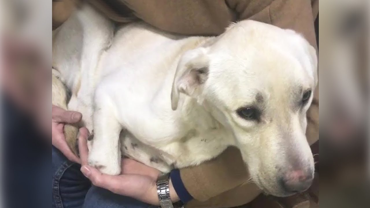 Heartbroken with locked and starving dog waiting for help in tears