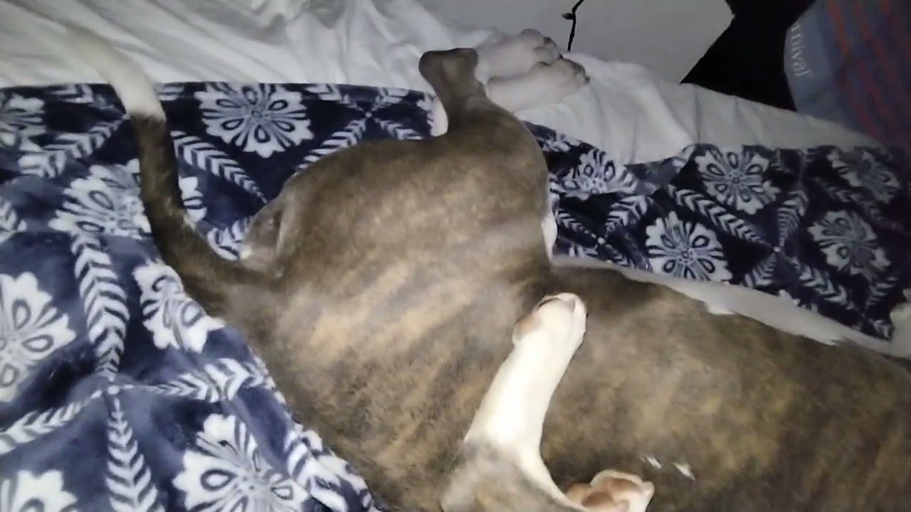 Papa y hijo Roky y muñeco dormido 😴😴💙