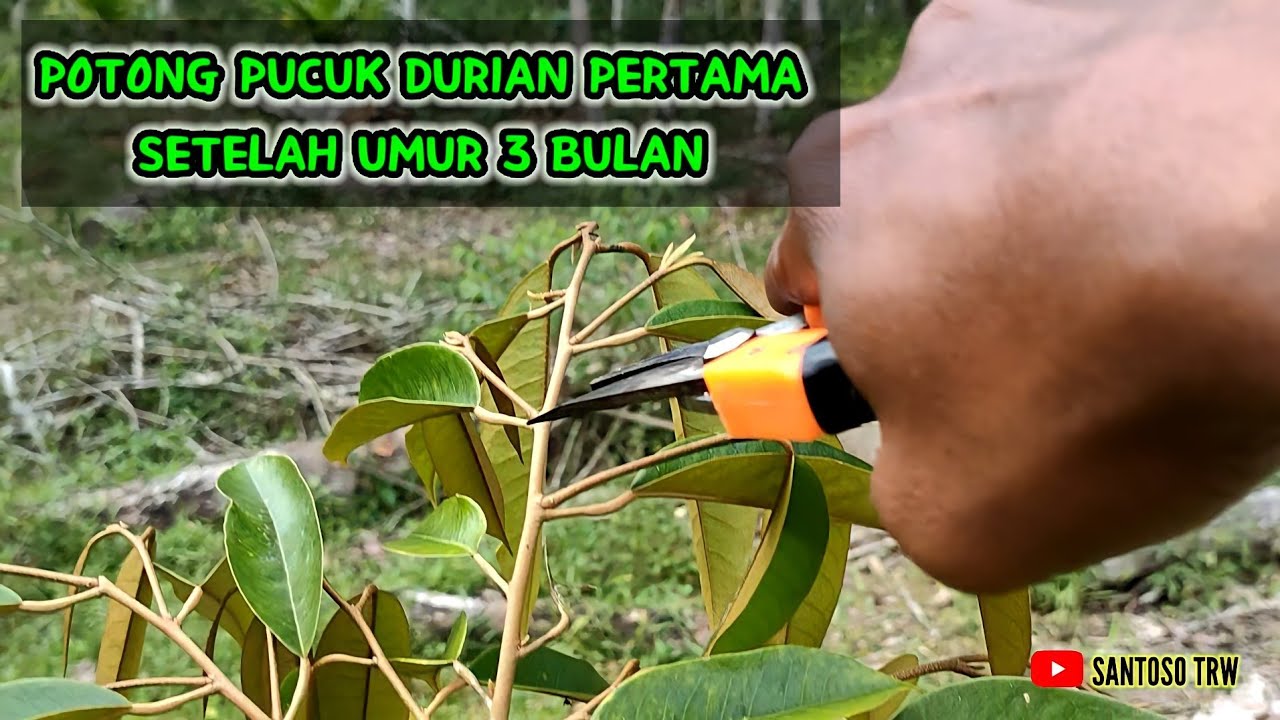 POTONG PUCUK DURIAN PERTAMA SETELAH UMUR 3 BULAN