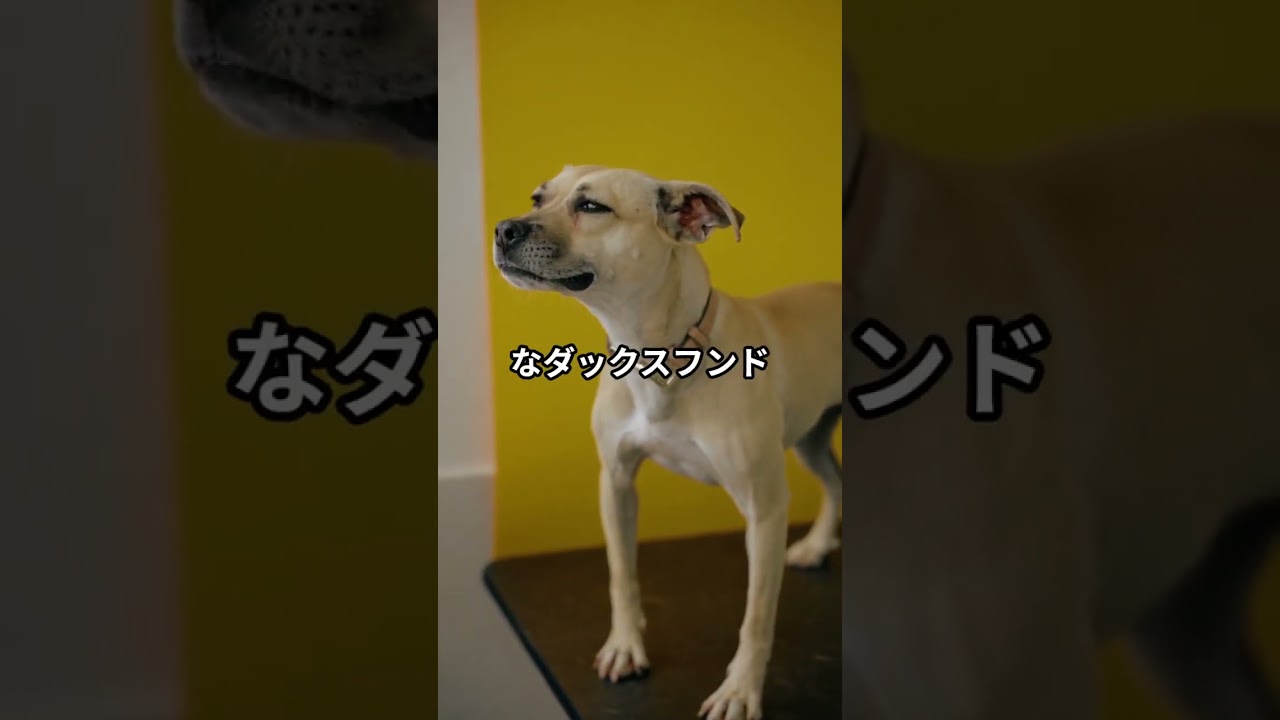 犬の驚くべき能力や習性について