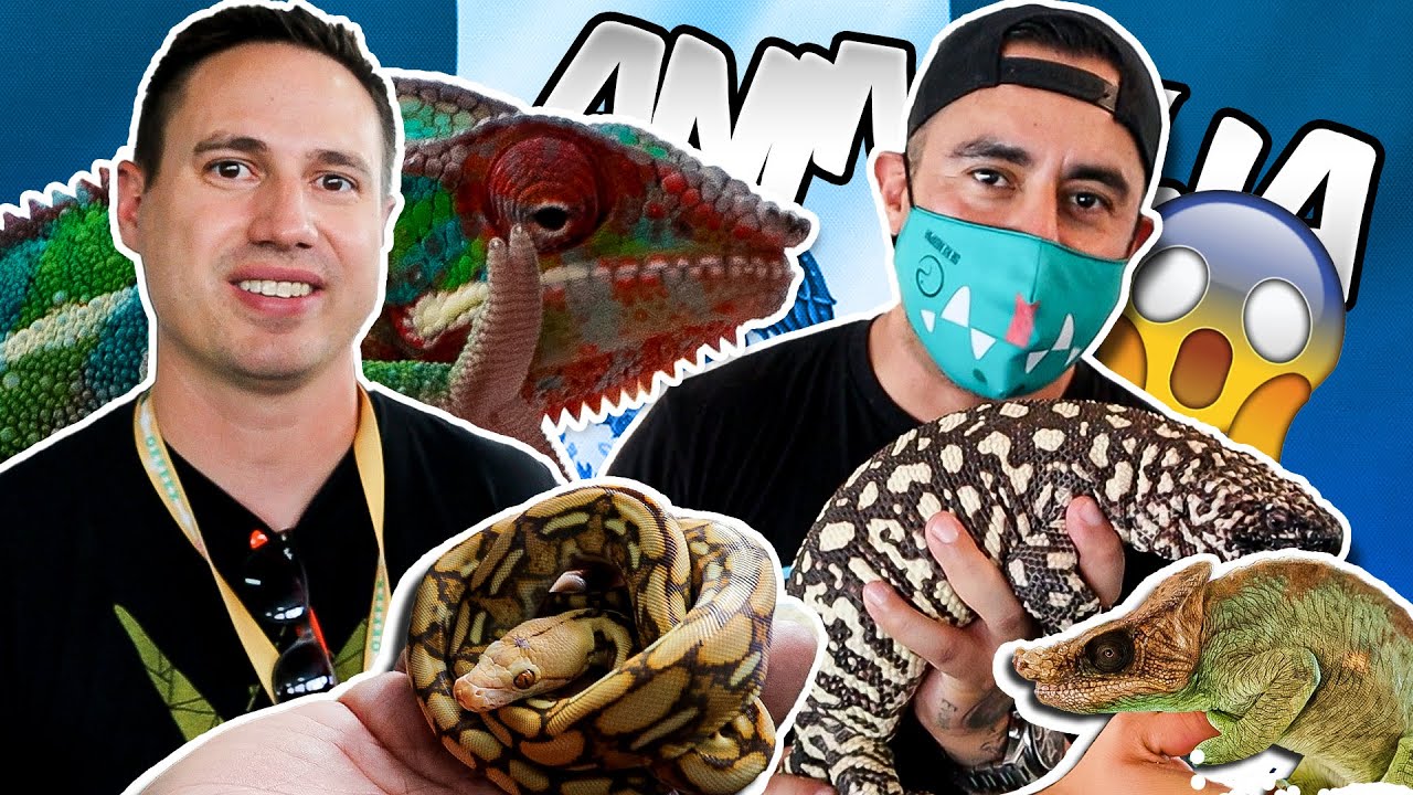 Visiting The CRAZIEST Reptile Show in Mexico *Animalia*