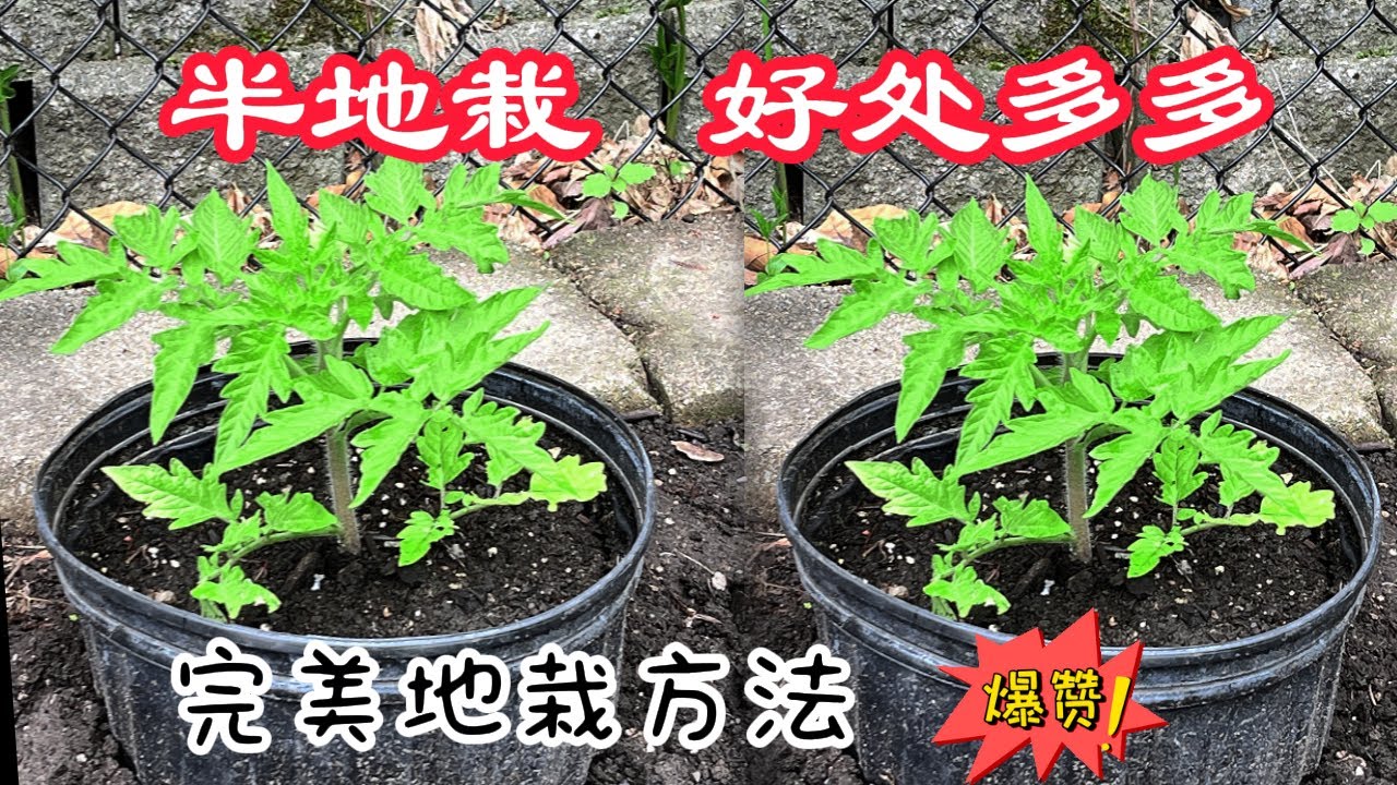 【種植小白必看】半地栽|无底花盆种植 省水省肥省力 輕鬆種植