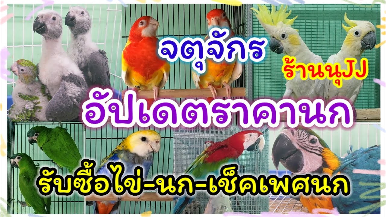 อัปเดตราคานก จตุจักร จัดส่งได้ ร้านนุ JJ นกเยอะ หลายสายพันธุ์