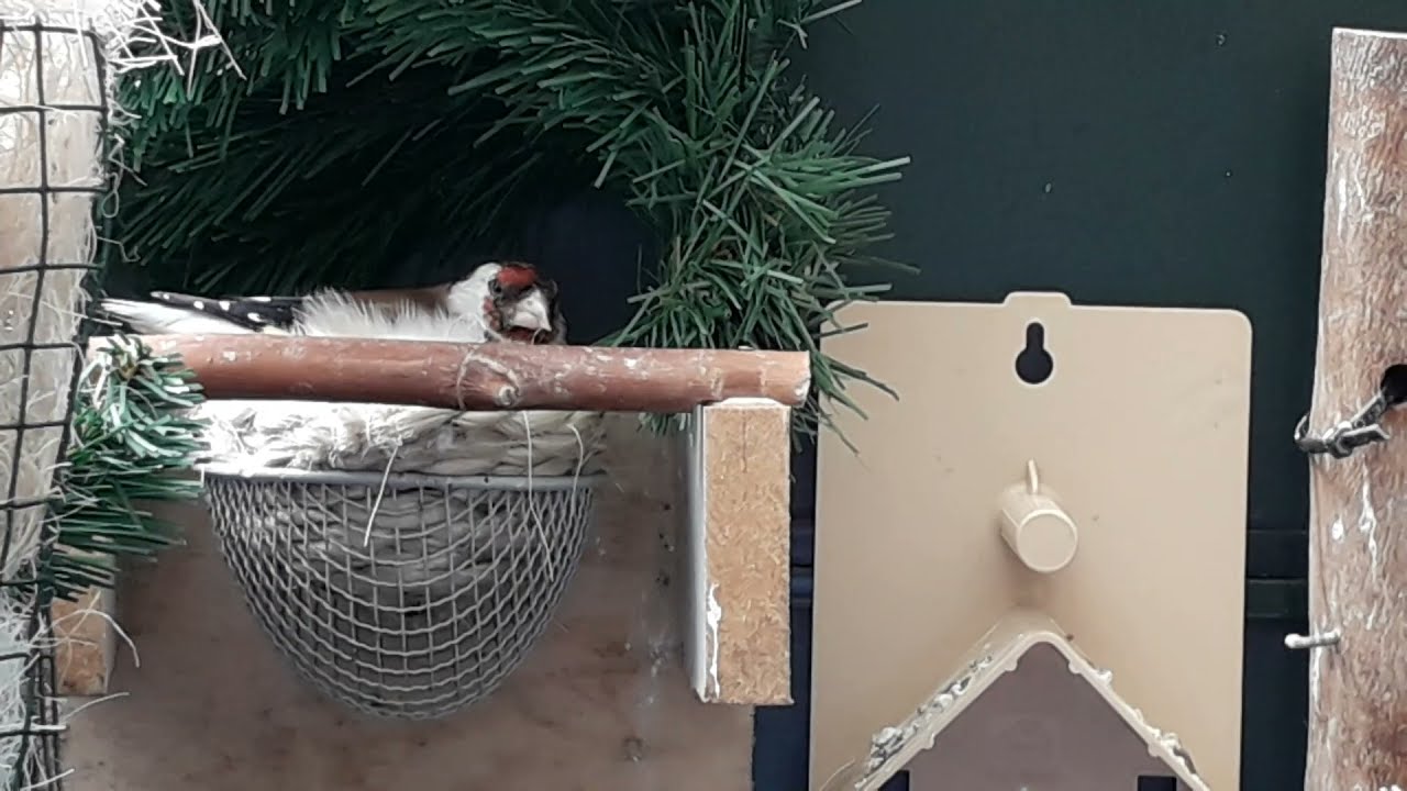 Mijn volière, deel 9, 