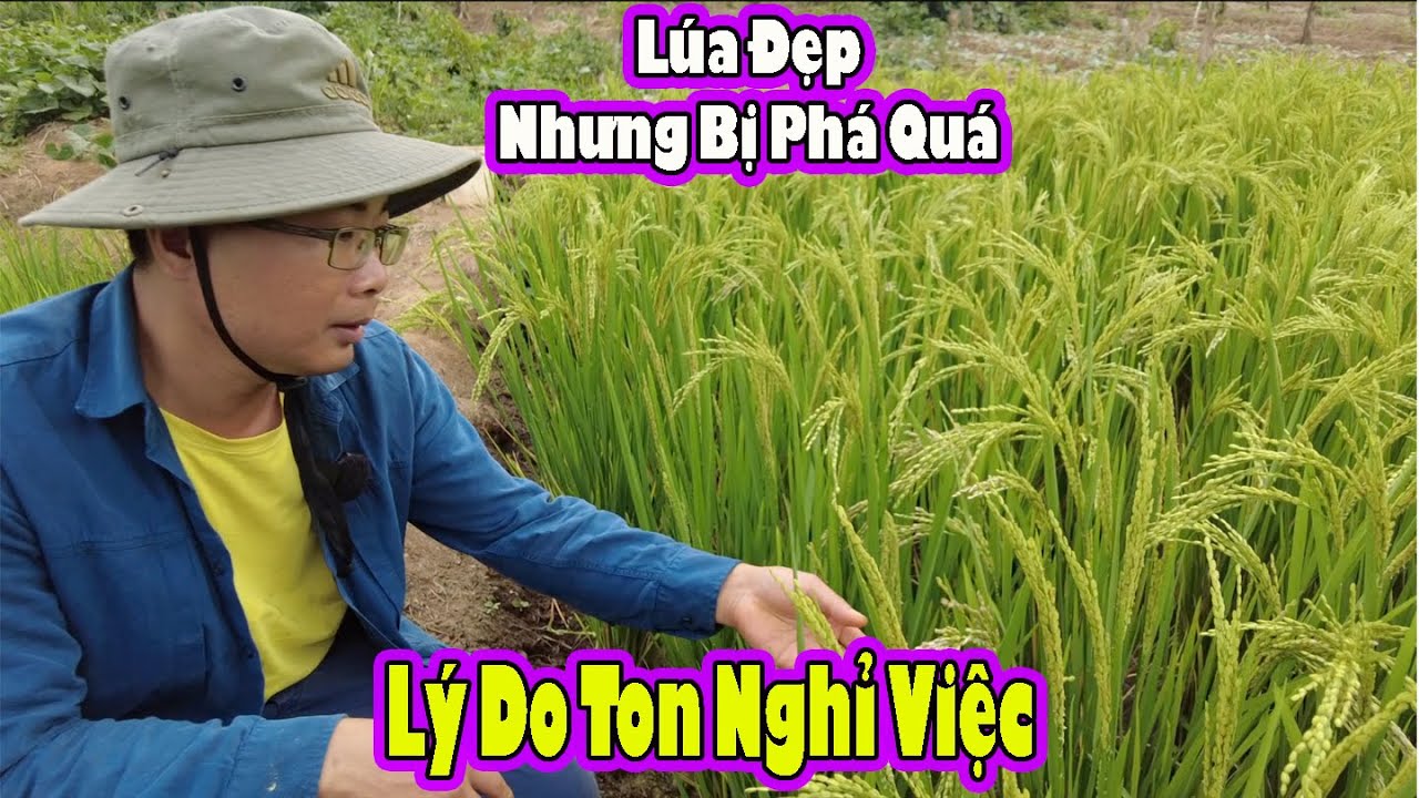 Lý Do Ton Nghỉ Việc|| Lúa Đã Đẹp nhưng bị tàn phá|| 2Q Vlogs Cuộc Sống Châu Phi