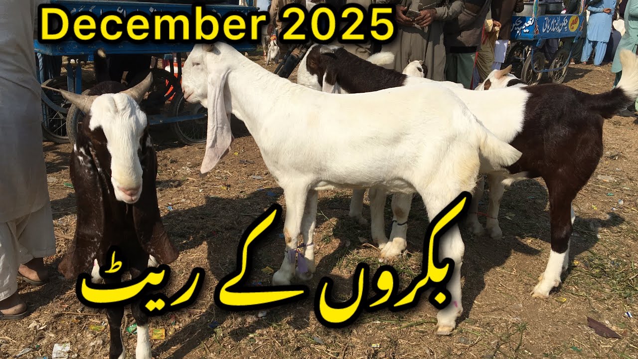  Sindhi Bakra Mandi update December 2025