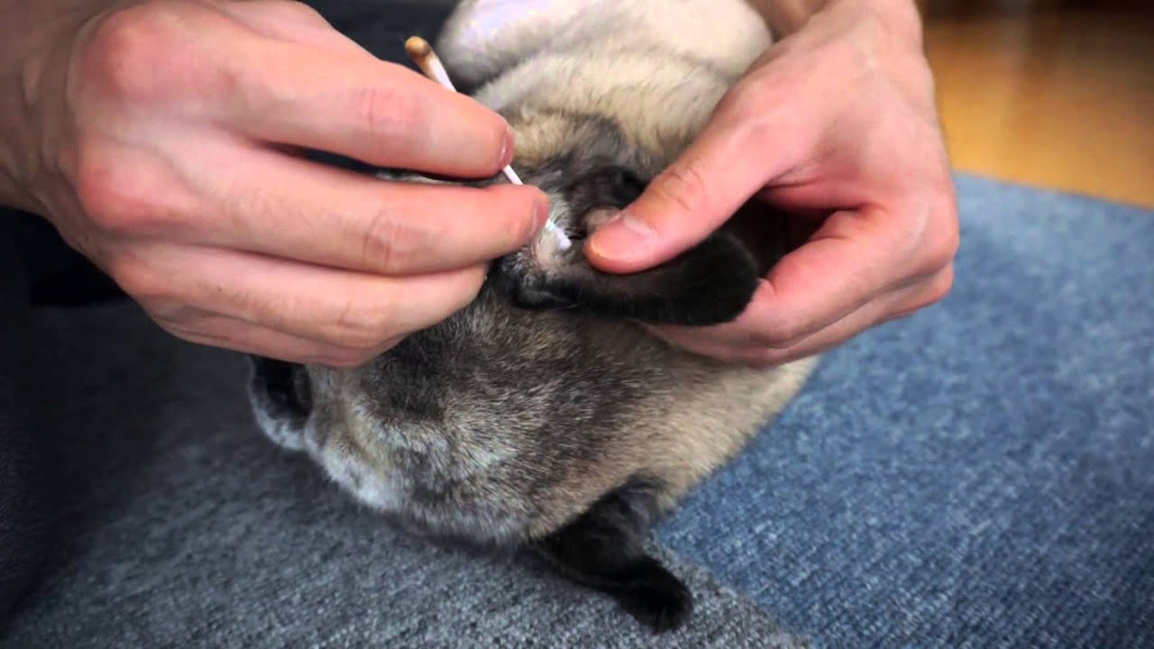 パグの耳掃除をしてみた！パグは耳そうじが大嫌い！Ear cleaning Pug