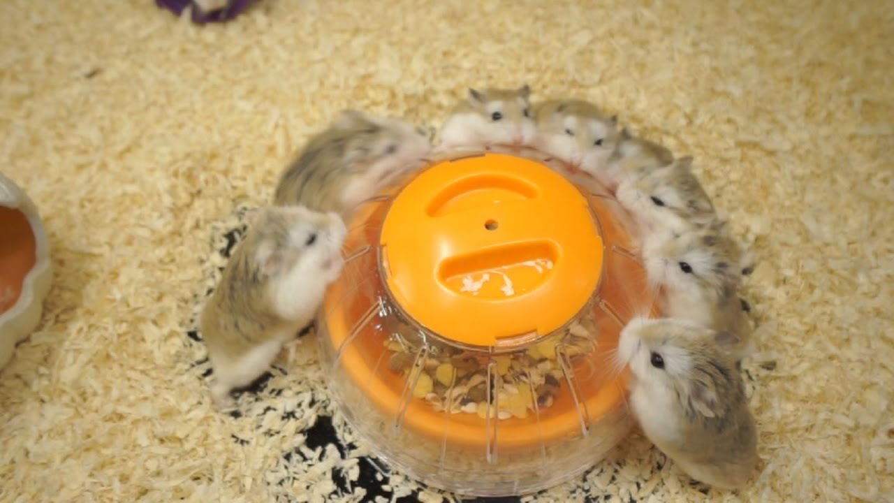 仓鼠围观UFO？请带我们回吱星吧！ (Roborovski Hamster)