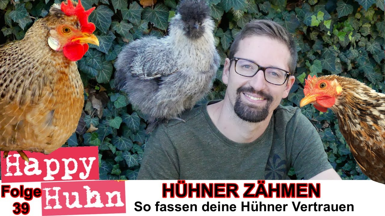 E39: Hühner zähmen Tipps und Tricks - HAPPY HUHN - wie bekommt man ein Huhn zahm und zutraulich