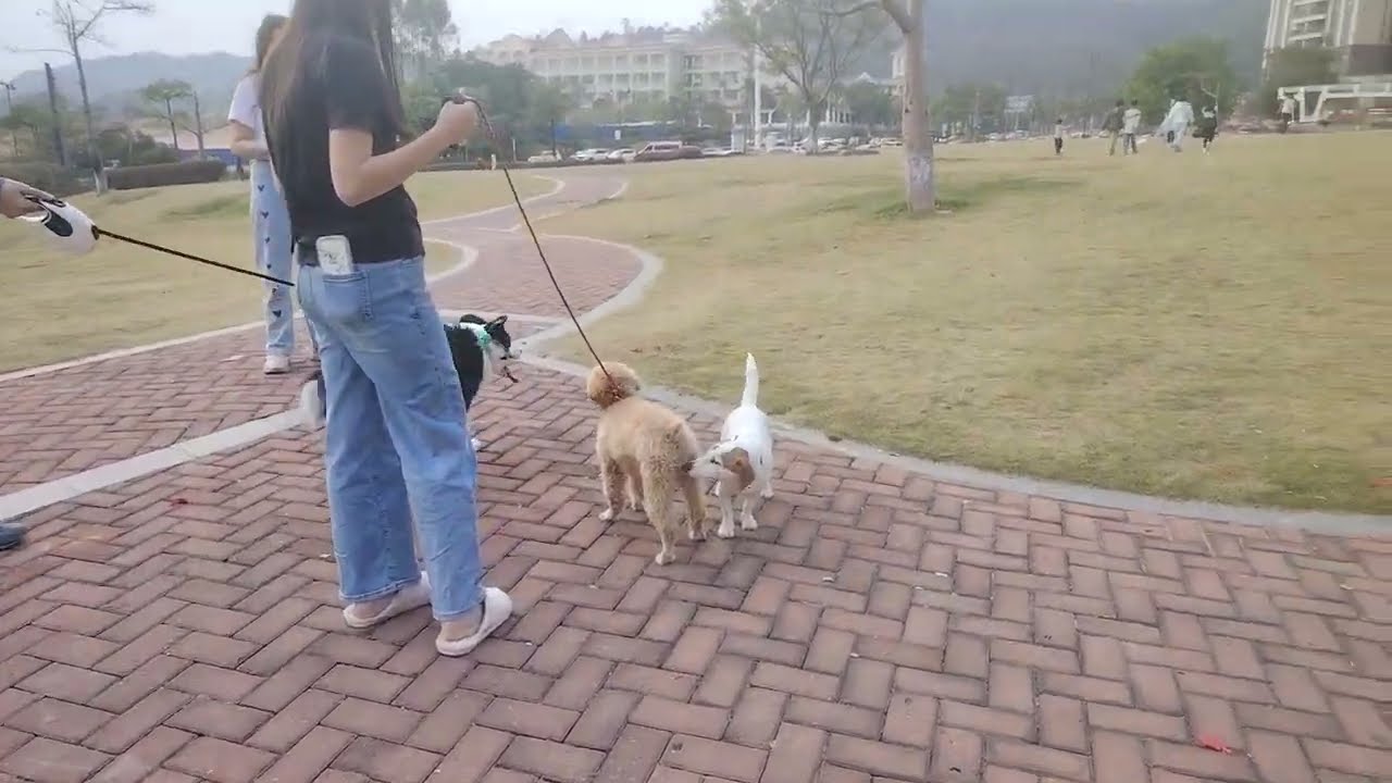 #jackrussellterrier Nala at the #dogparty #pets #doglife #livinginchina #puppy #cute #qingyuan 