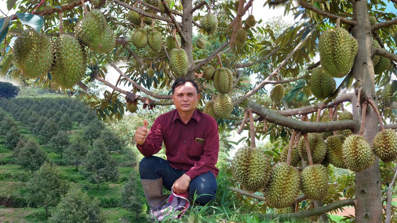 สวนทุเรียนศรีสะเกษแหล่งทุเรียนภูเขาไฟ!!ไม่แพ้ชาติใดในโลก..