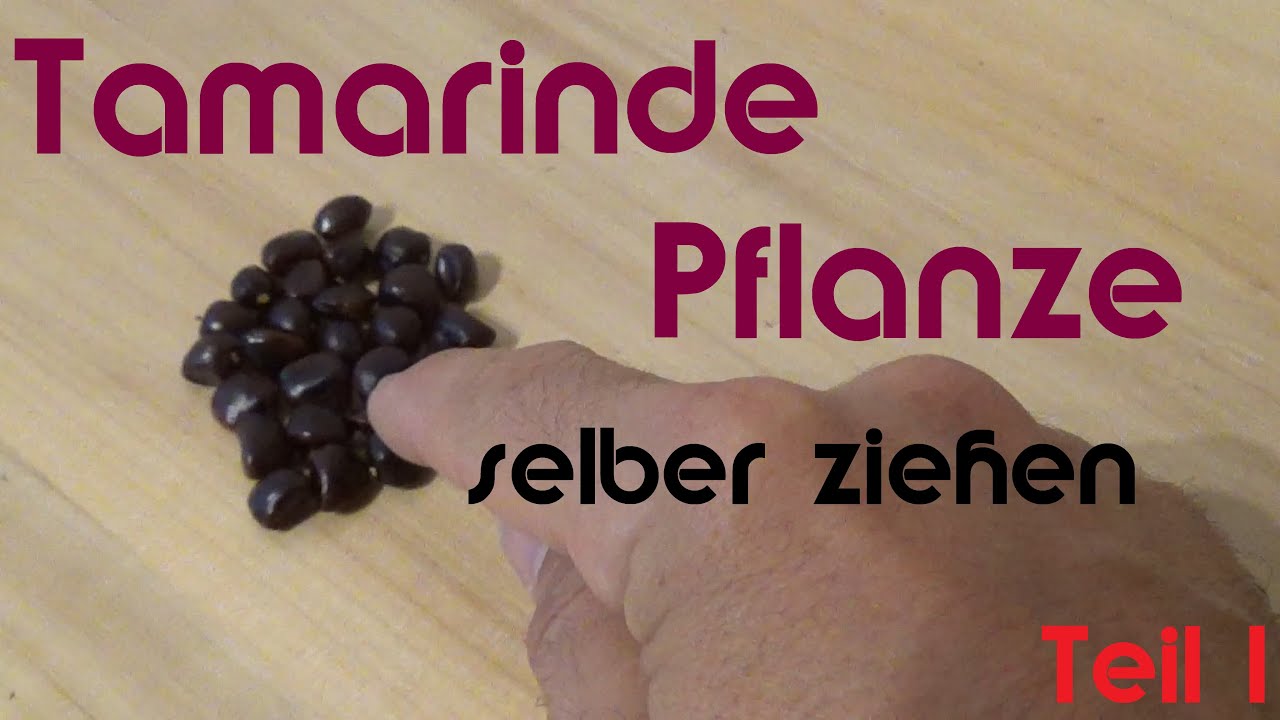 Tamarinde Pflanze selber ziehen-Teil 1 #plants #schweiz #exotic #selberziehen