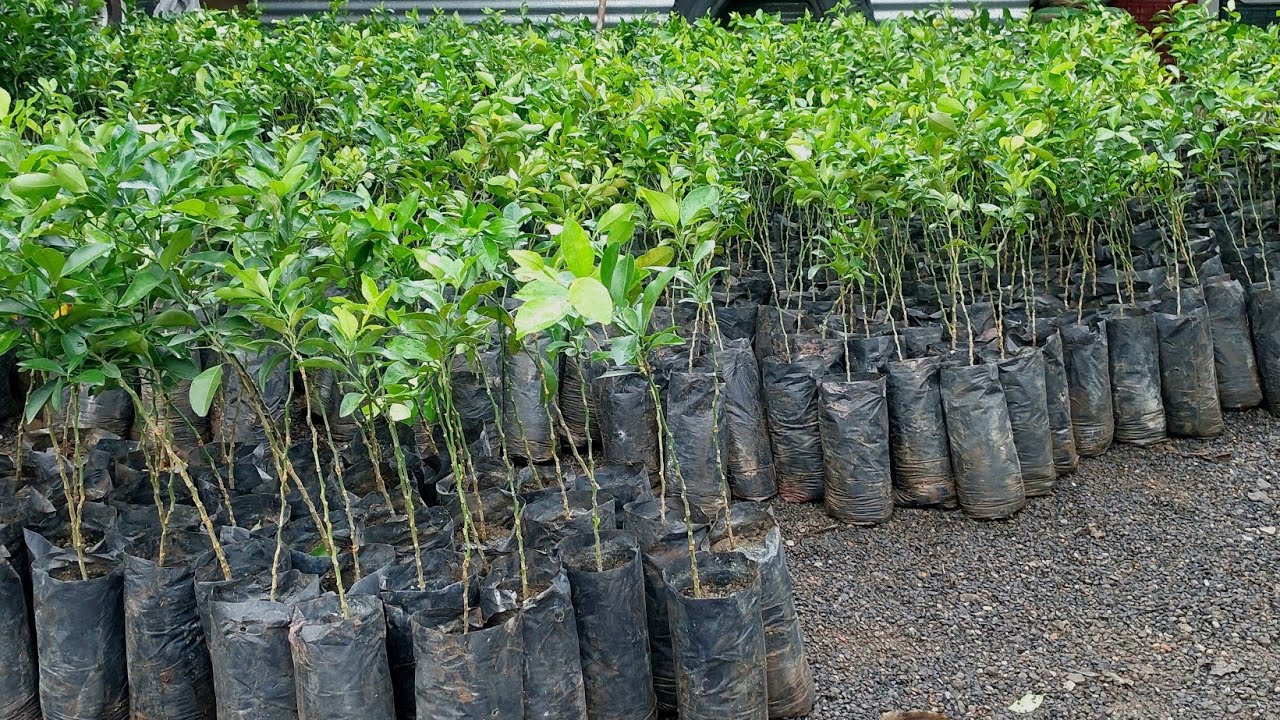 Episode 47 :- Alemow Rootstock Orange 🍊 Microbudding Plants #farming #citrusfarming #orange 
