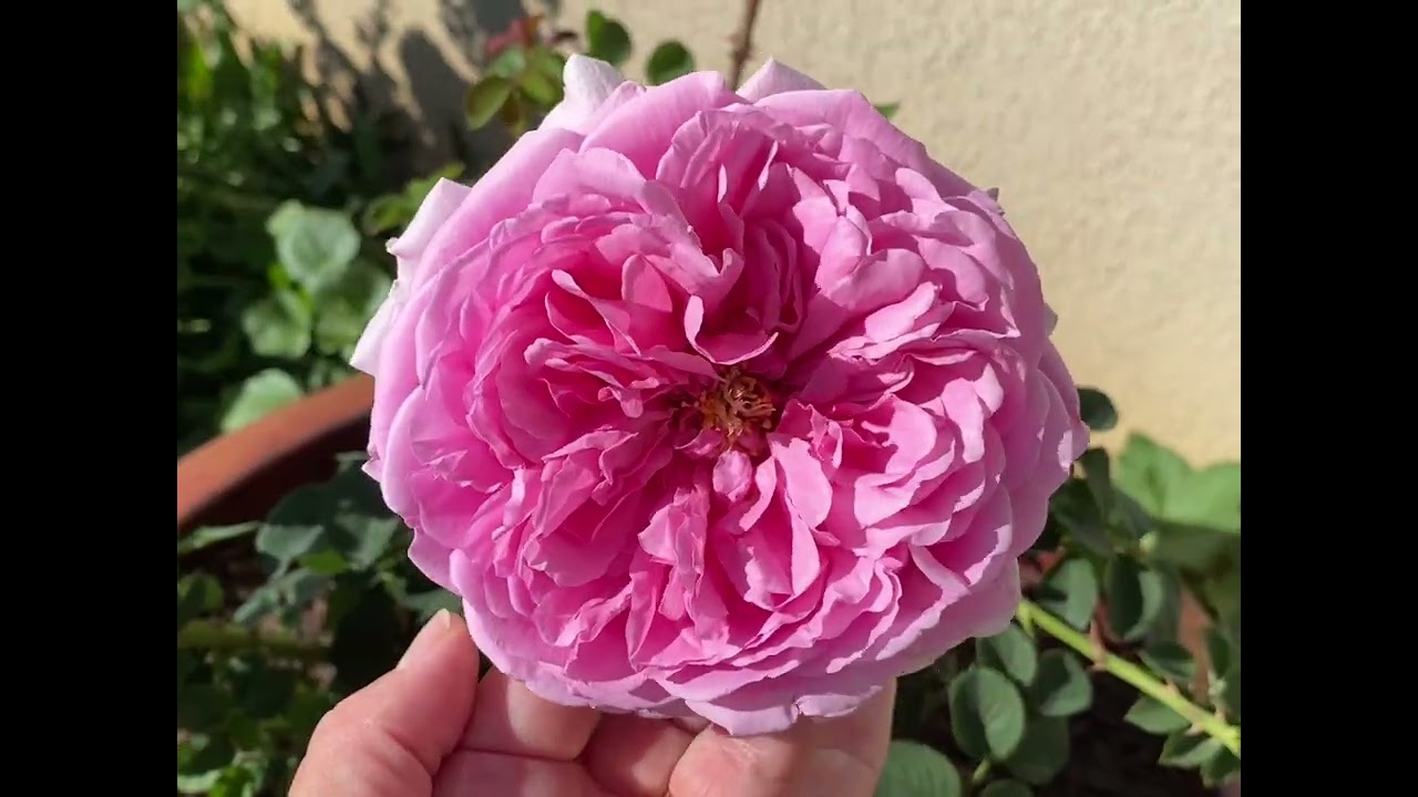 My back yard roses and flowers 