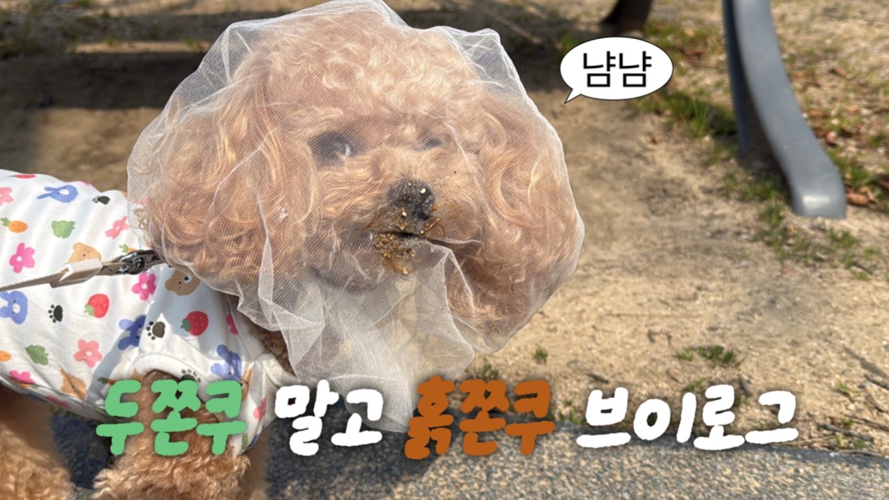 [앙쥬티븨로그 EP.190]두쫀쿠립 대신 흙쫀쿠립 강아지 브이로그 #강아지 #강아지유튜버 #강아지브이로그 #반려견