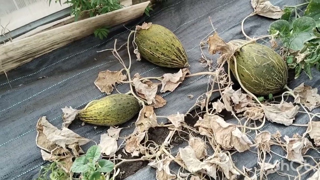 Яровой чеснок чудит. А в остальном - всё хорошо, всё хорошо.