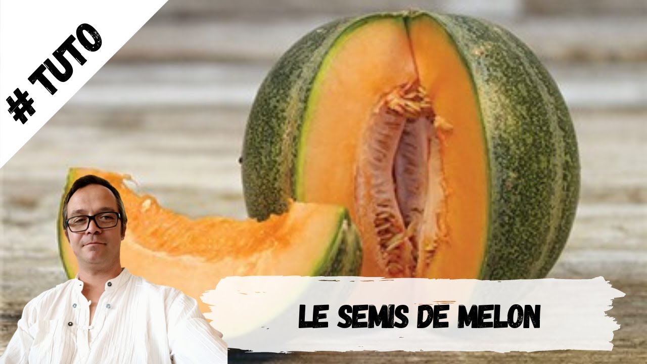 Le Semis de Melons