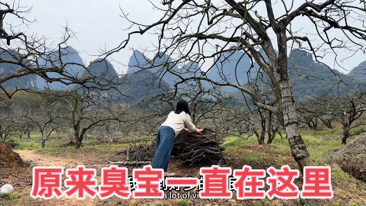 柿子马上要发芽了，小放夫妻抓紧时间整理果园，原来臭宝和她孩子一直在这里守护着果园