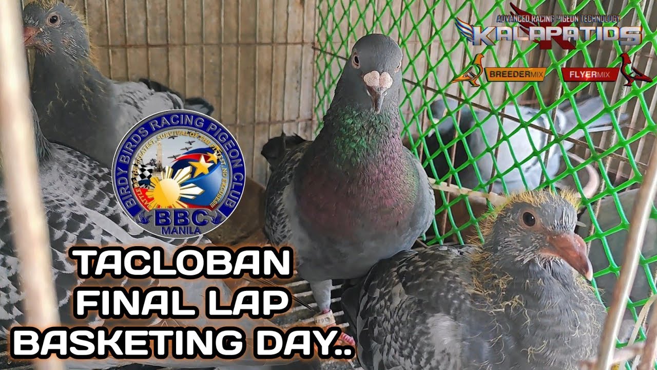 TACLOBAN FINAL LAP BASKETING DAY..🏆
