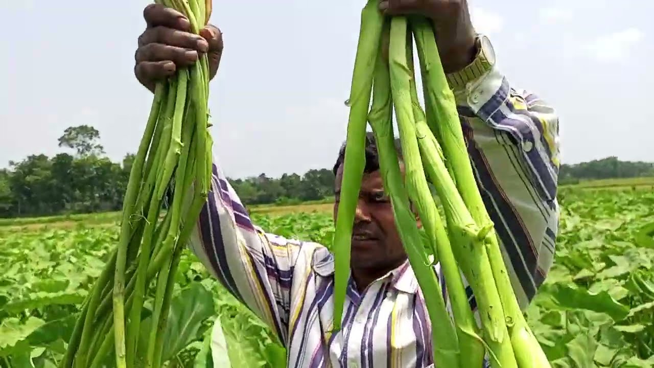 যশোরের লতিরাজ ও আমাদের লতিরজ বারি এক এর পার্থক্যটা বোঝানোর চেষ্টা করলাম পরামর্শ 01731418701