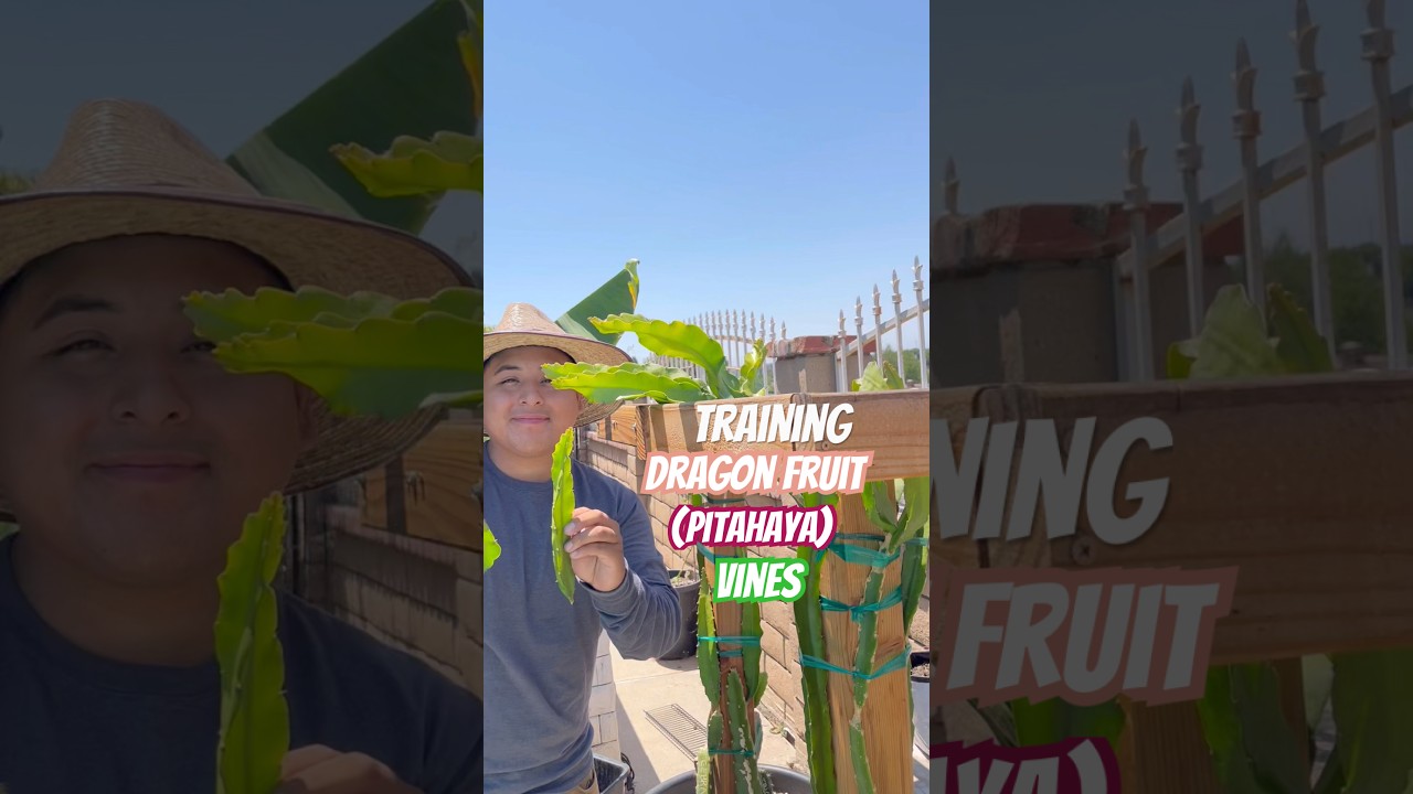 Training Dragonfruit (Pitahaya) Vines #dragonfruit #pitahaya #vines #training #shorts #garden #howto