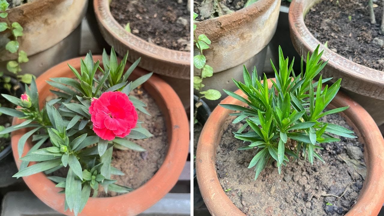 Carnation plant care (Hindi) - Grow & care Carnation plant in pots at home