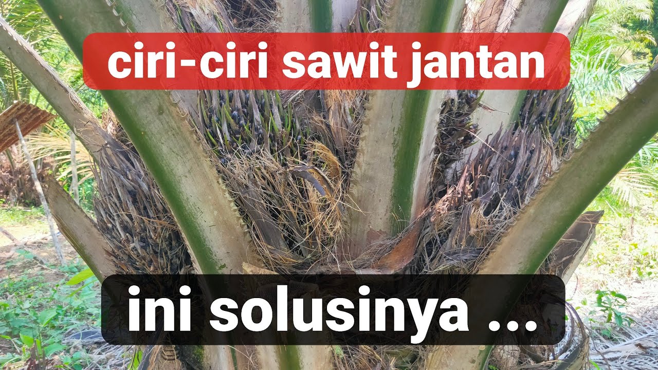 Lakukan ini ! Jika sawit jantan sudah tidak bisa diperbaiki !!!