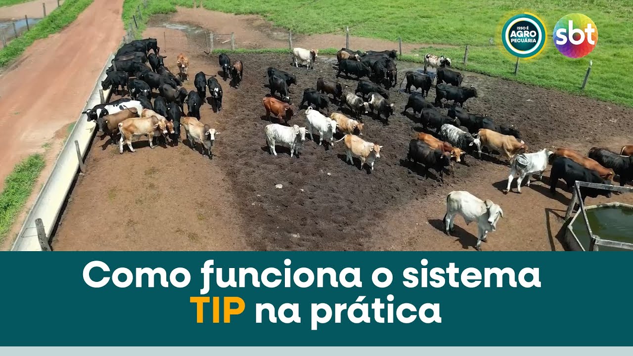 PECUÁRIA INTENSIVA O Segredo para Aumentar a Produção de Gado