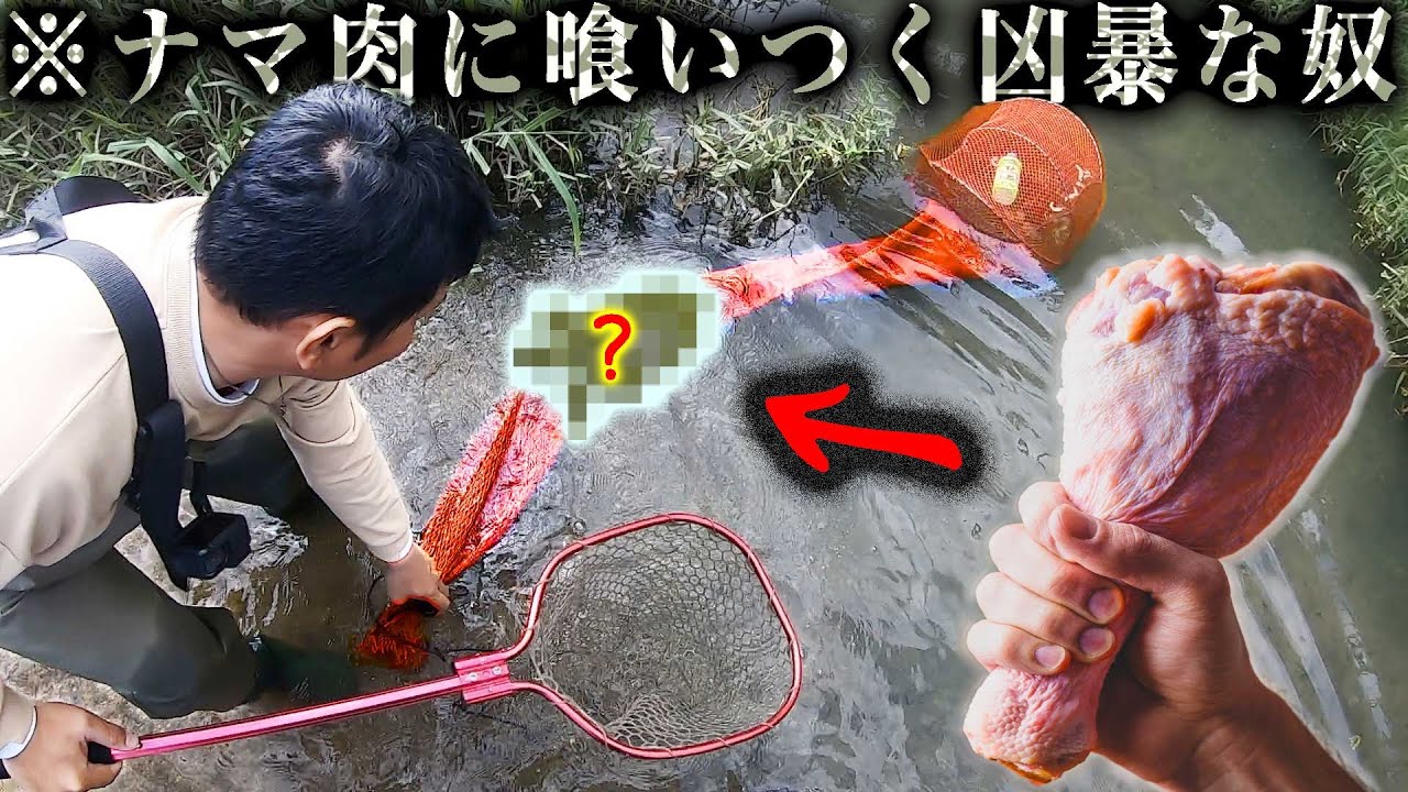 【危険】中国から来た凶暴な外来生物！捕獲成功！&ldquo;沖縄イチやばい川&rdquo;に生息する生き物とは！！！？【龍がいる川 後編】