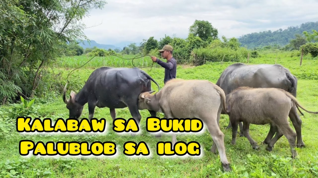 Buhay Bukid | Palublob ng Kalabaw sa Ilog