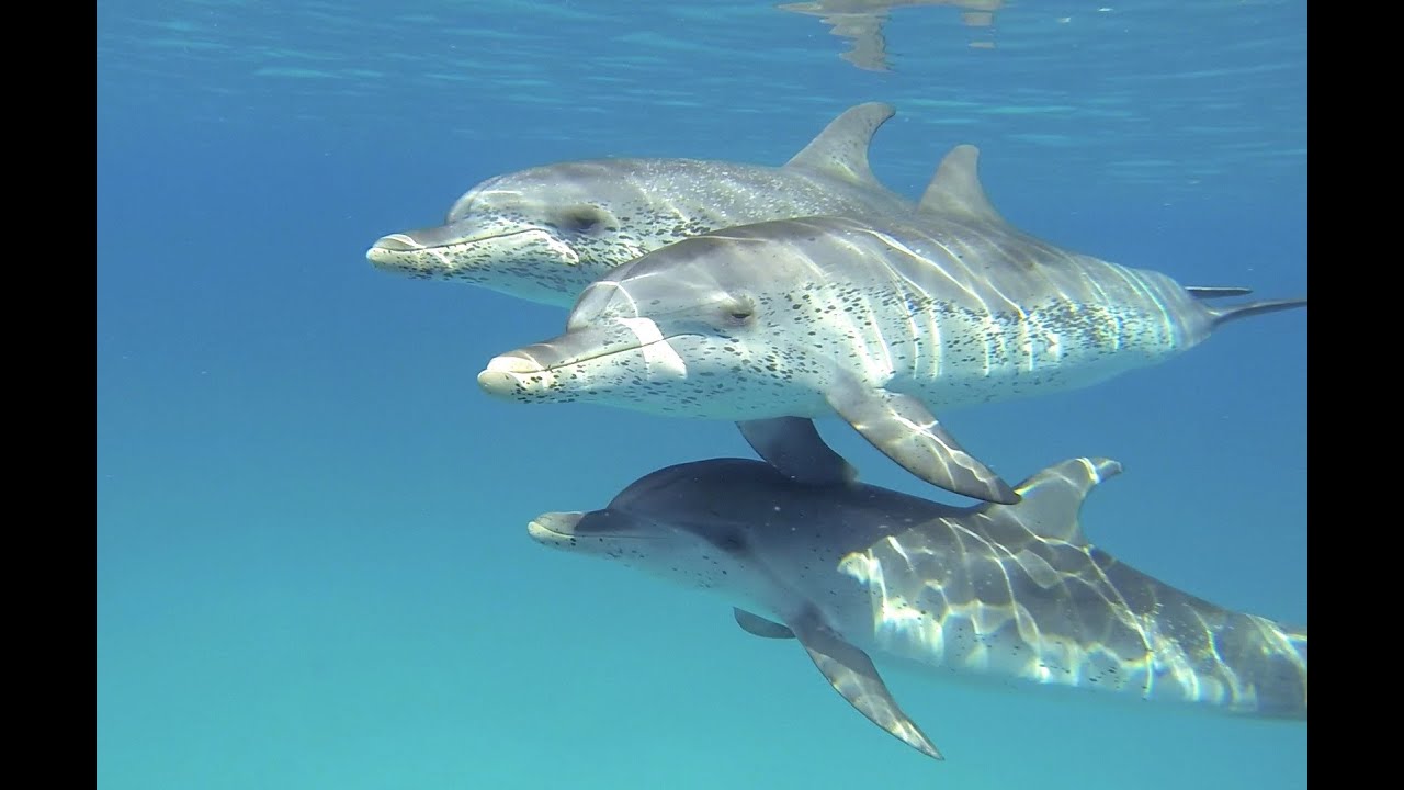 Atlantic Spotted Dolphins