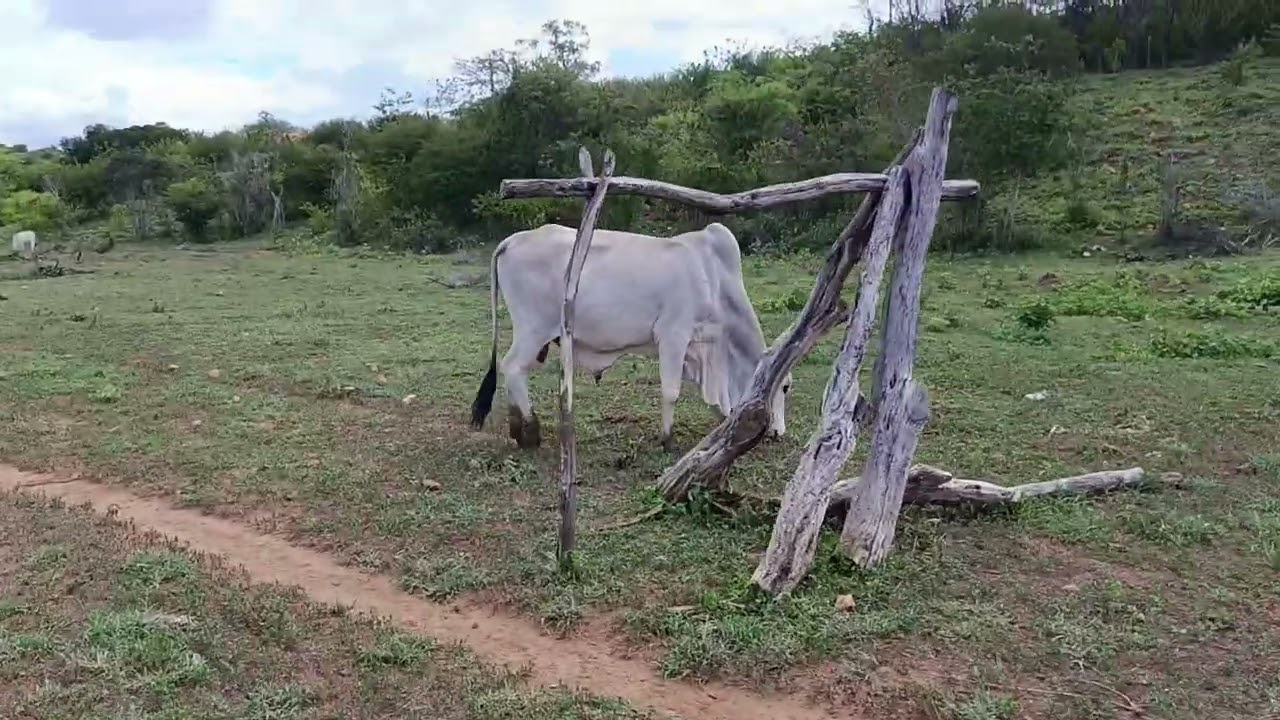 Hoje foi dia de ir partar as vacas, acompanhe nosso canal e deixe o like 
