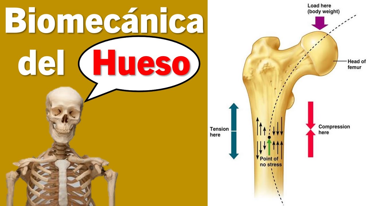 Biomecánica del Hueso