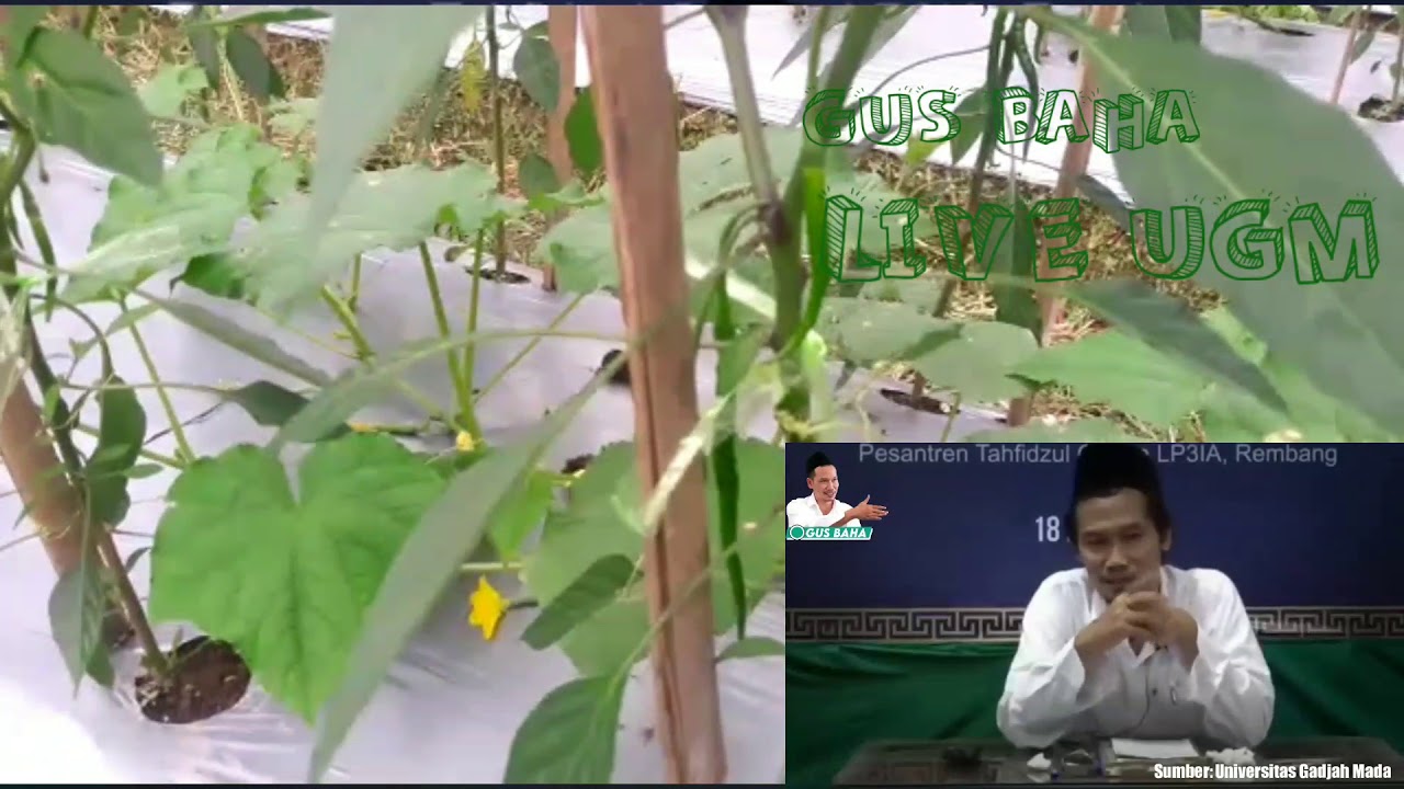 Gus baha terbaru di UGM