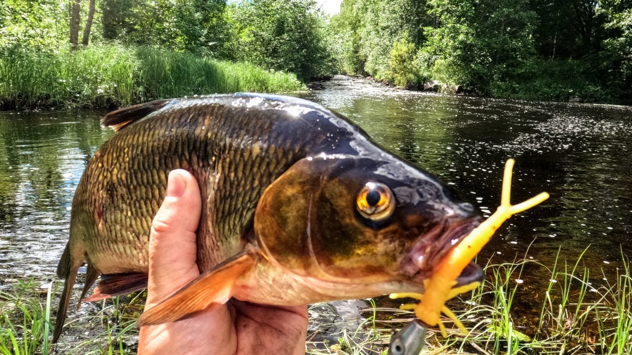 JOKIKALASTUSTA ÖTÖKKÄJIGILLÄ - KUMIT REVITÄÄN KÄSIIN - SUVANTO TÄYNNÄ NÄLKÄISTÄ KALAA