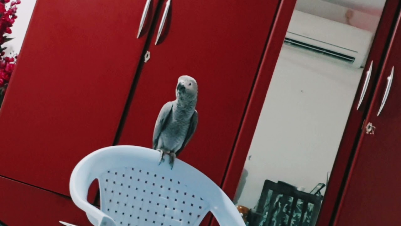 Grey parrot speaking tamil
