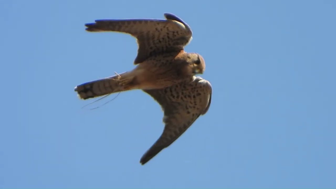 Common Kestrel from Ghangad