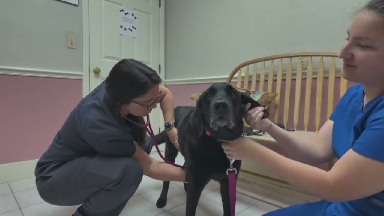 Improve Your Dog's Health Span