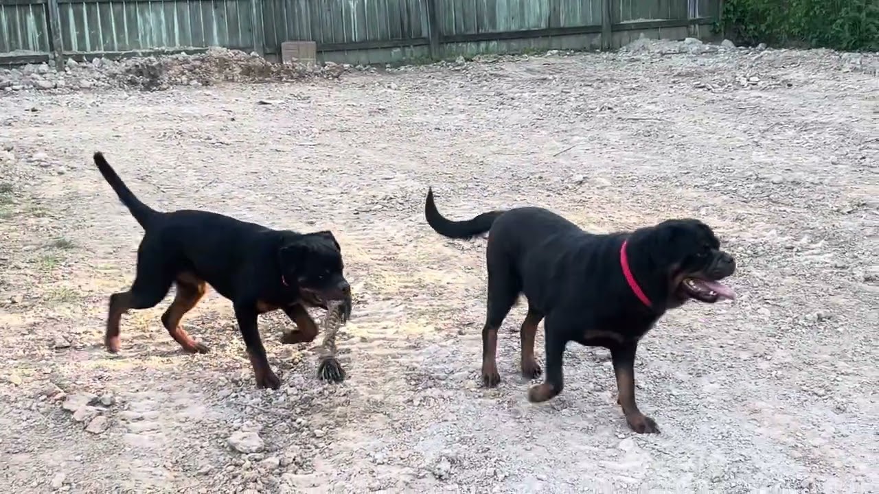 ￼work them Dogs