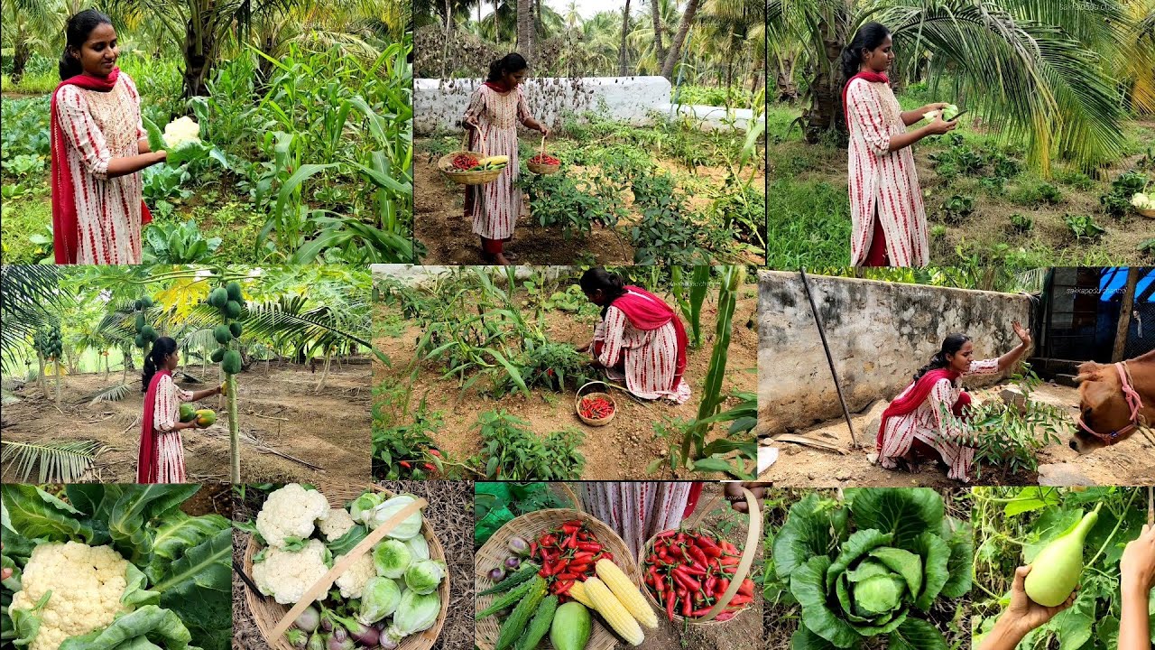 இப்படி இப்படி  காய் வந்தால் எப்படி எப்படி நான் மறுத்திடுவேன்🌿Multi vegetables harvesting/villagelife
