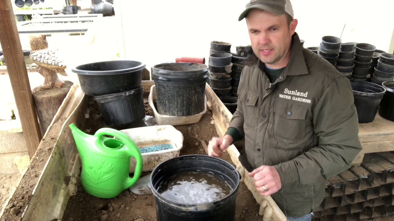 How To Plant Lotus Tubers