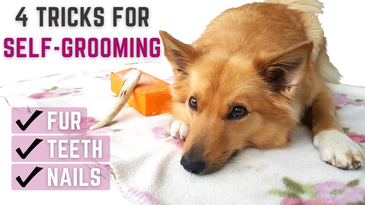 4 TRICKS FOR SELF-GROOMING - Icelandic Sheepdog Sara (Useful Dog Tricks)