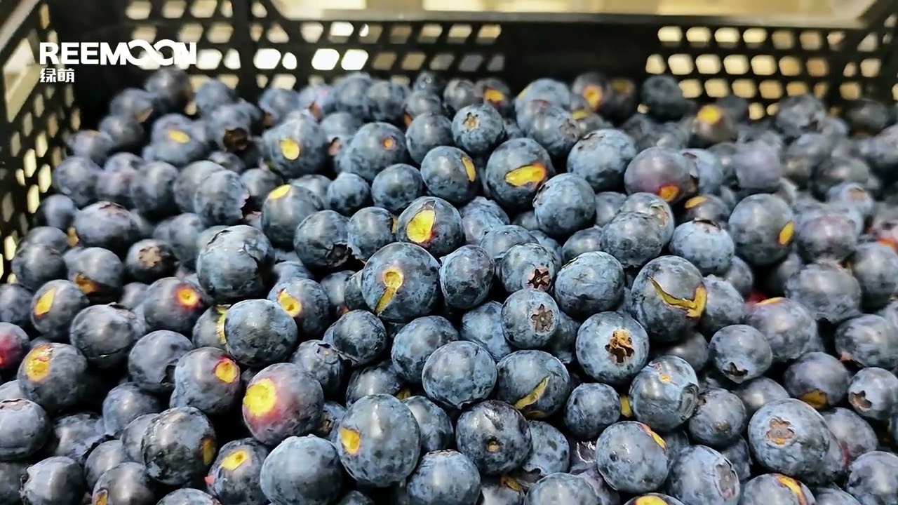 Reemoon Blueberry Sorting Line