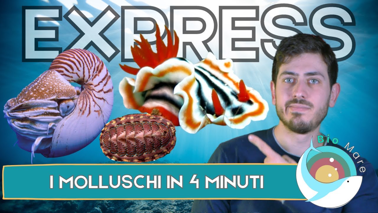 GASTEROPODI, BIVALVI, CEFALOPODI,CHITONI, SCAFOPODI: MOLLUSCHI IN 4 MINUTI-BIOMARE EXPRESS-SUB H2O