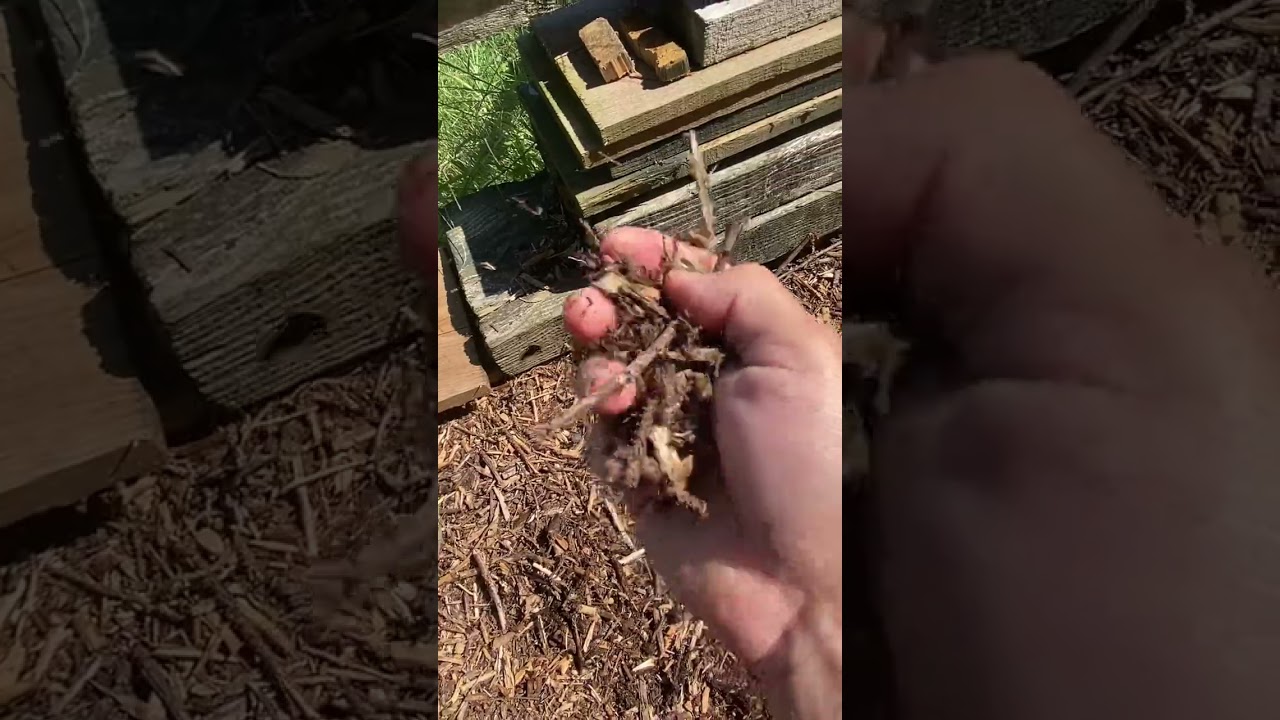Modification broyeur thermique pour fabrication de pellets de bois ou granulés de bois partie 1