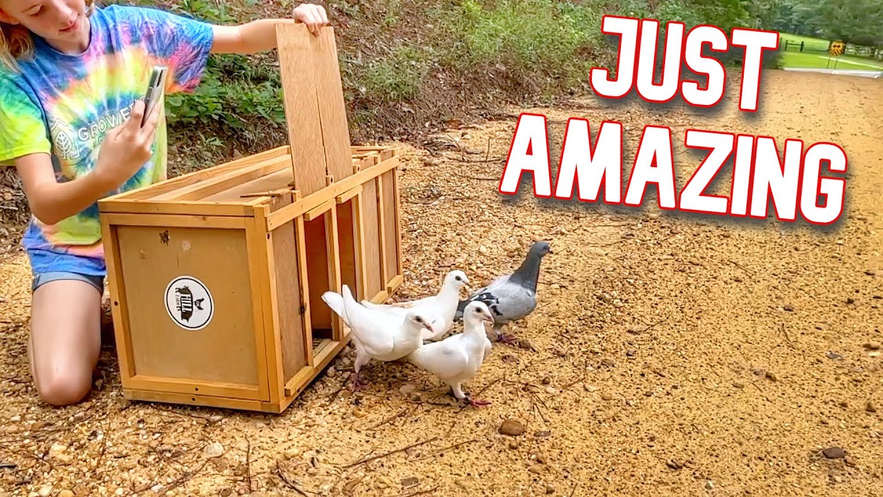 She Is Releasing Her Pigeons!!!