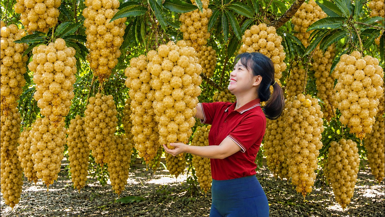 Harvesting Giant Golden Langsat Fruits to Sell | Mountain Harvest & Village Market Journey