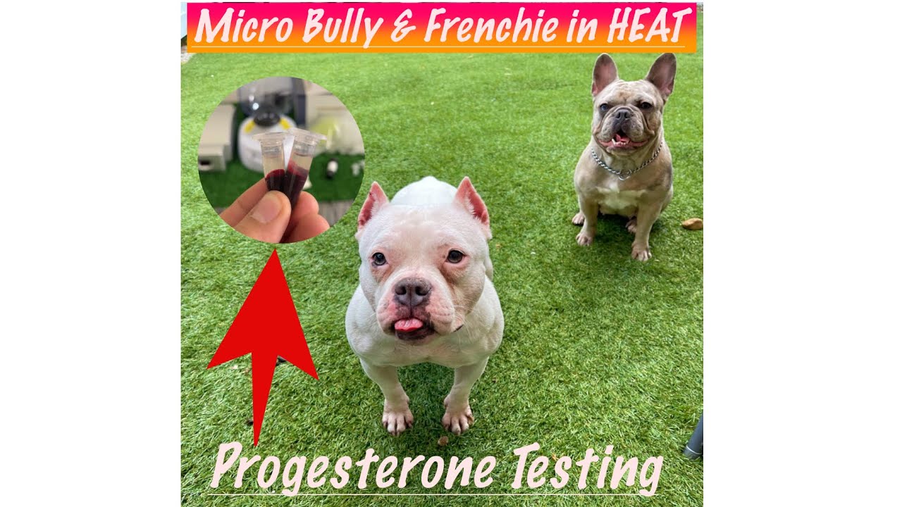 TWO Females in HEAT ➕ How To Do A PROGESTERONE TEST💉💯