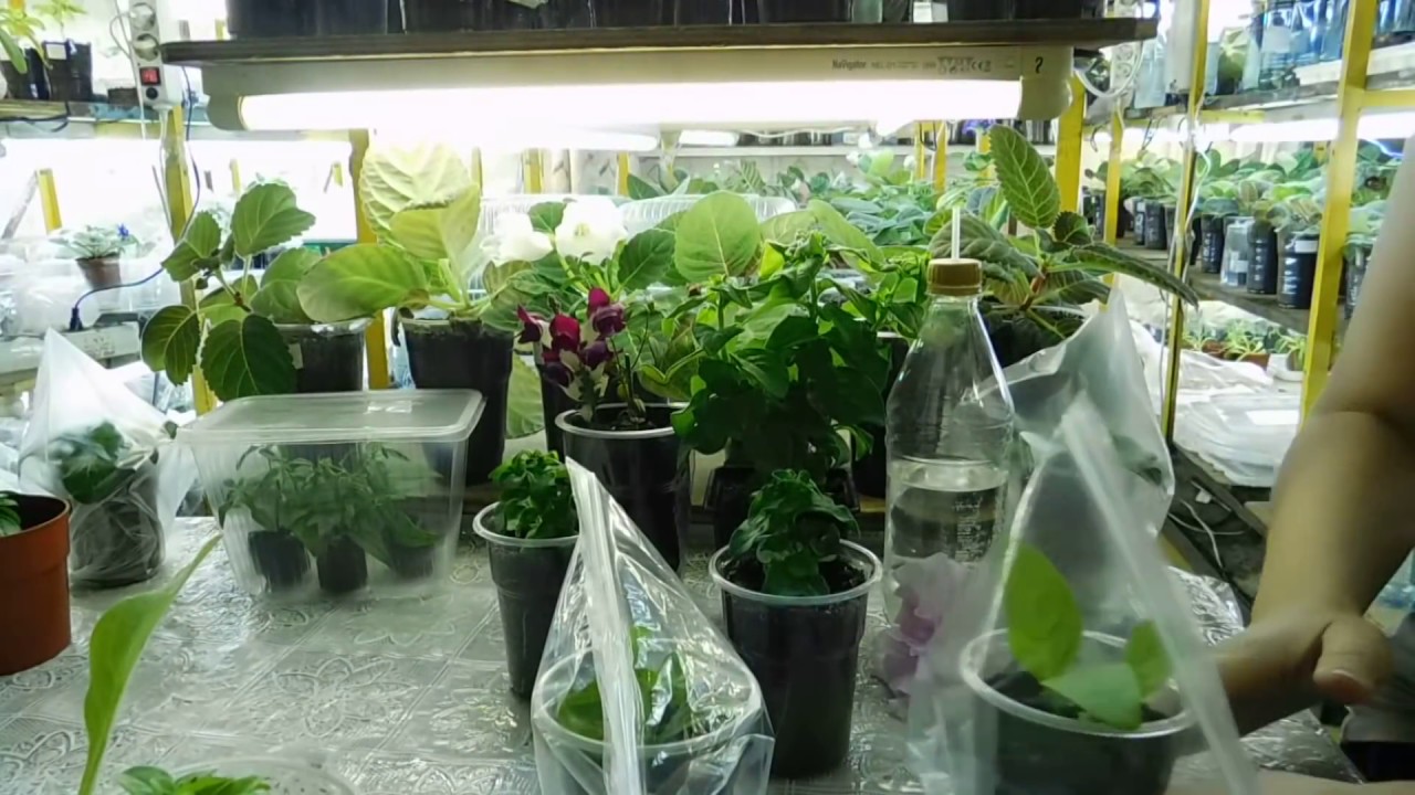 🌱Петуния из черенка ! По Вашим просьбам ПРОДОЛЖЕНИЕ ! Проще простого 🌱